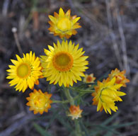 xerochrysum