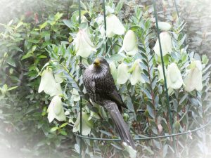 little wattlebird