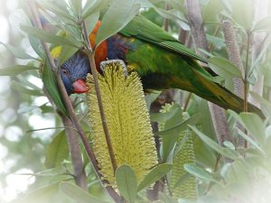 lorikeet